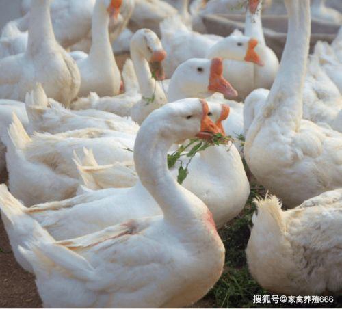 网红大鹅吃瓜图片